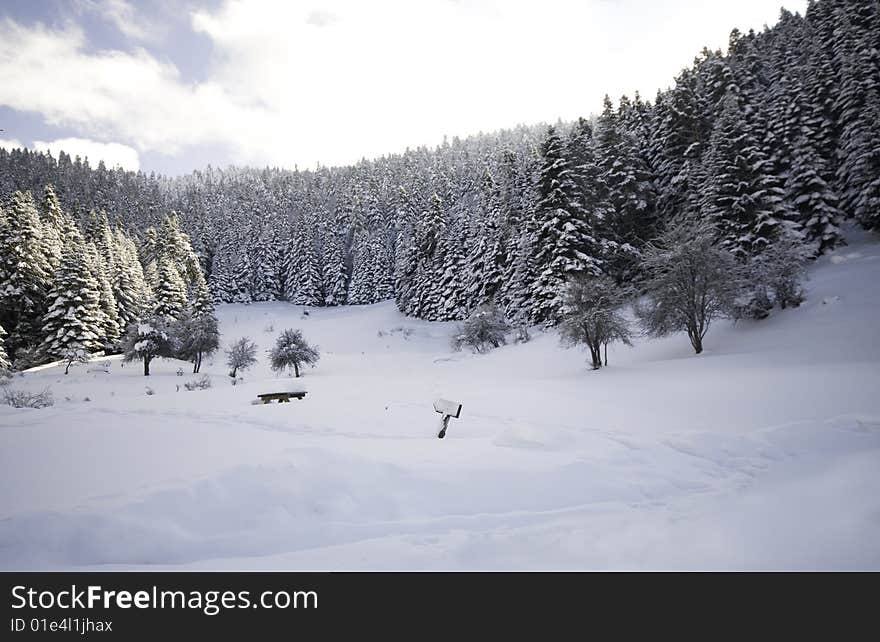 Winter Forest...