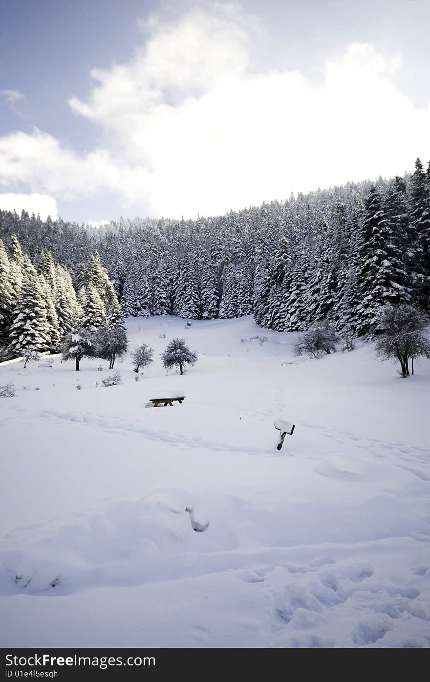 Spruce forest covered by snow. Spruce forest covered by snow