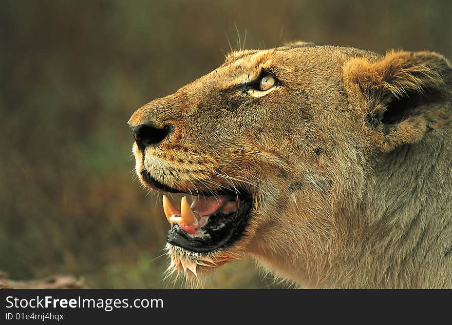 Lioness Praying