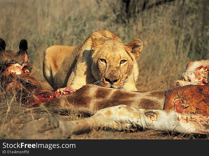 Lioness lying behind the carcass of a giraffe. Lioness lying behind the carcass of a giraffe