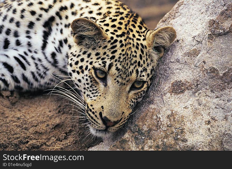 Leopard resting