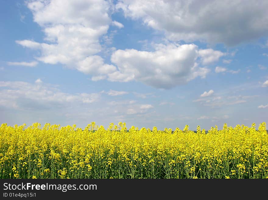 Yellow meadow on sky background. Yellow meadow on sky background