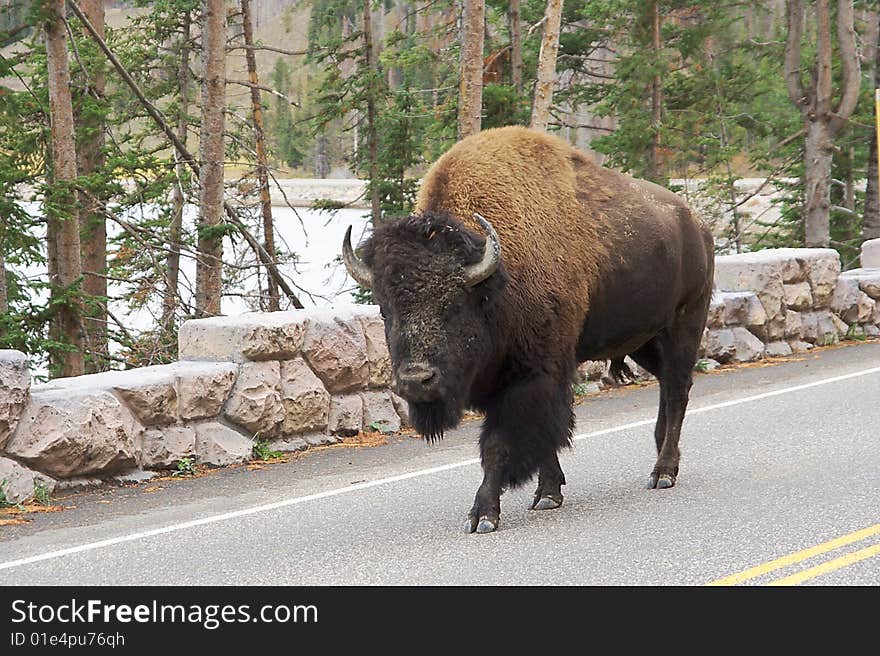 Male Elk at Yellowstone NP. Male Elk at Yellowstone NP