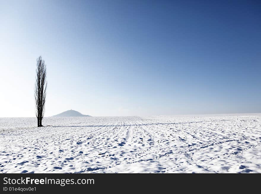 Winter landscape with high tree alone