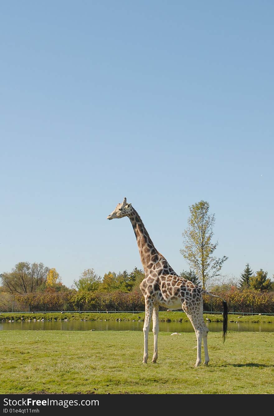 Giraffe standing tall at the Animal park, Autumn