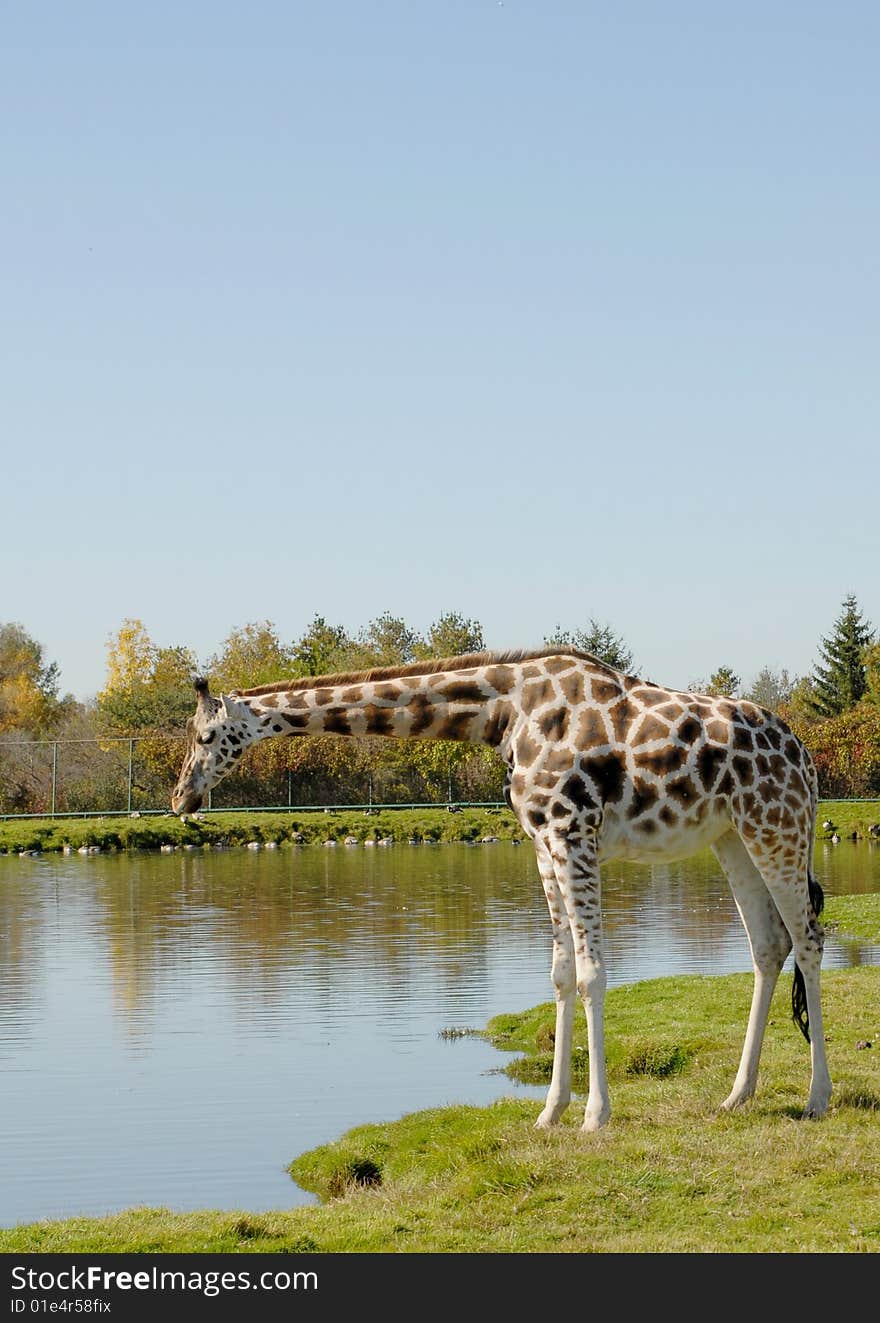 Giraffe bending down at the watering hole, Autumn at the Animal park. Giraffe bending down at the watering hole, Autumn at the Animal park