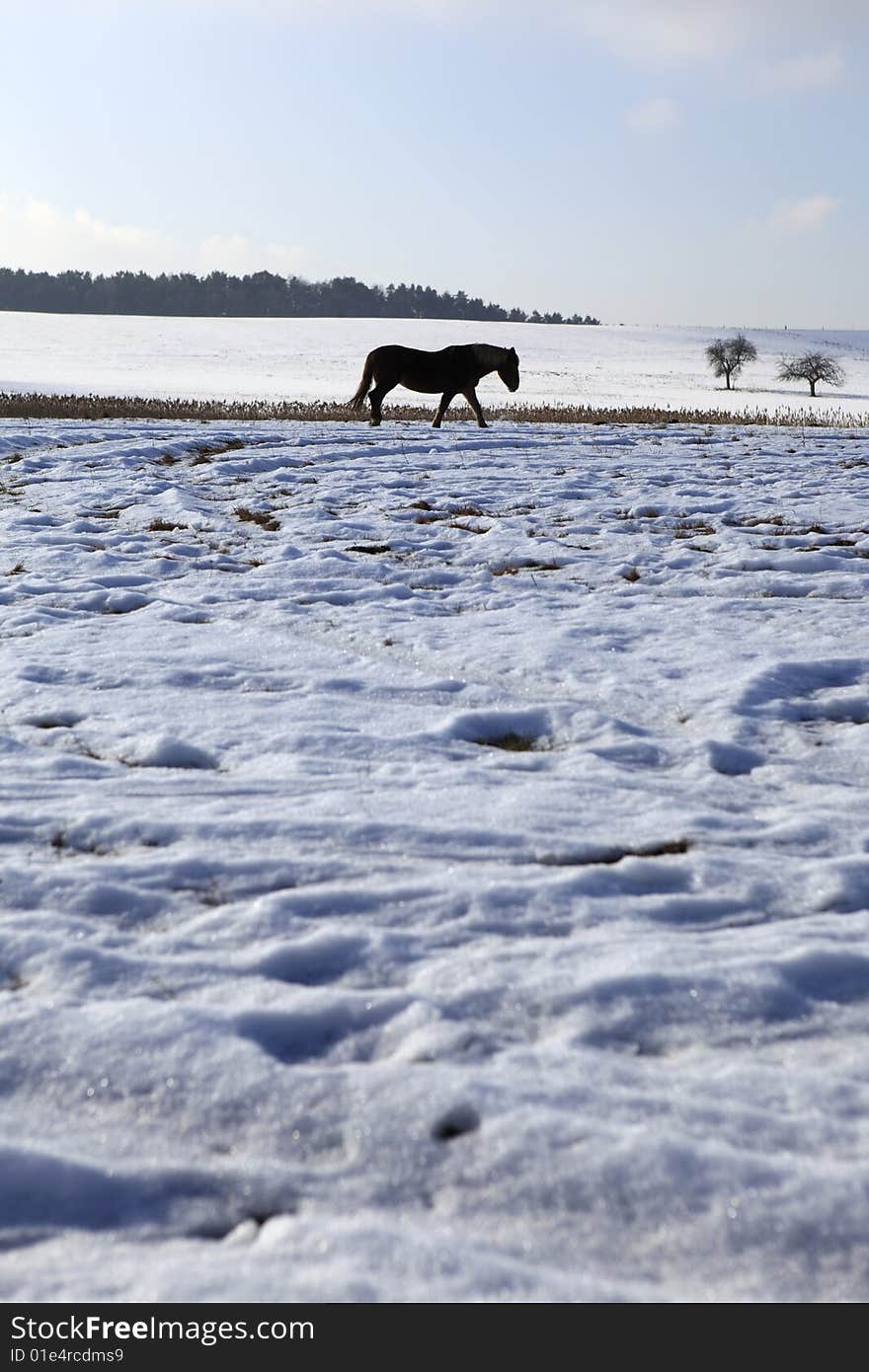 Brown  Horse in winter landscape