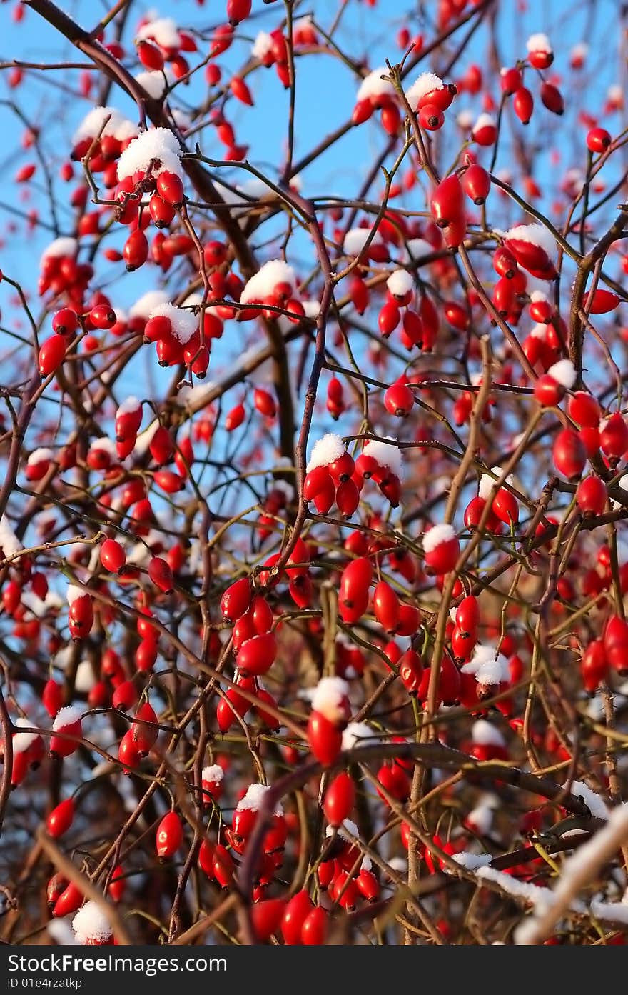 Berry of dog-rose on a blue sky background. Berry of dog-rose on a blue sky background