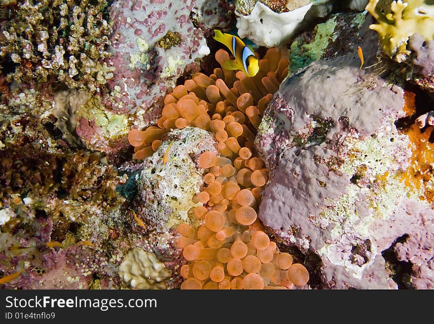 Red bubble anemone (entacmaea quadricolor)taken in the red sea.