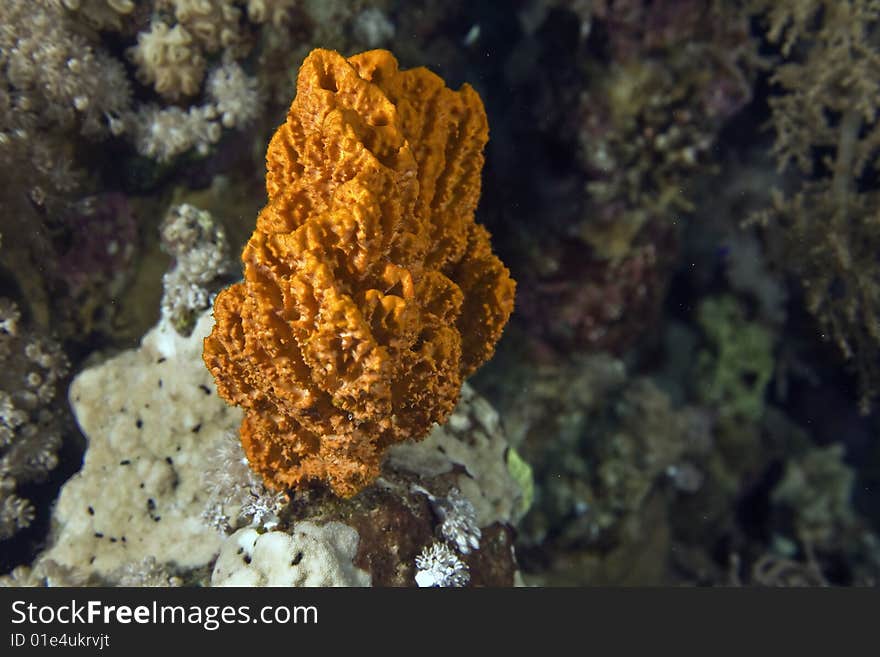 Softcoral taken in the red sea.