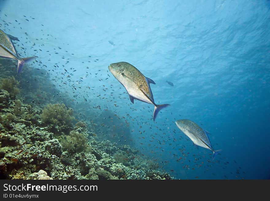 Bluefin trevally (caranx melampygus)taken in the red sea.