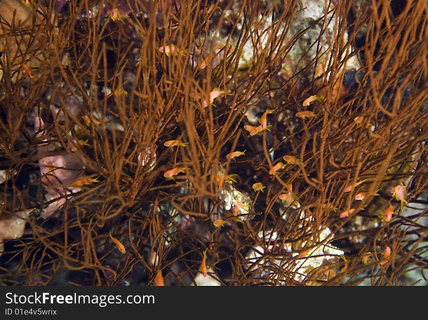 Whip coral and fish taken in the red sea.