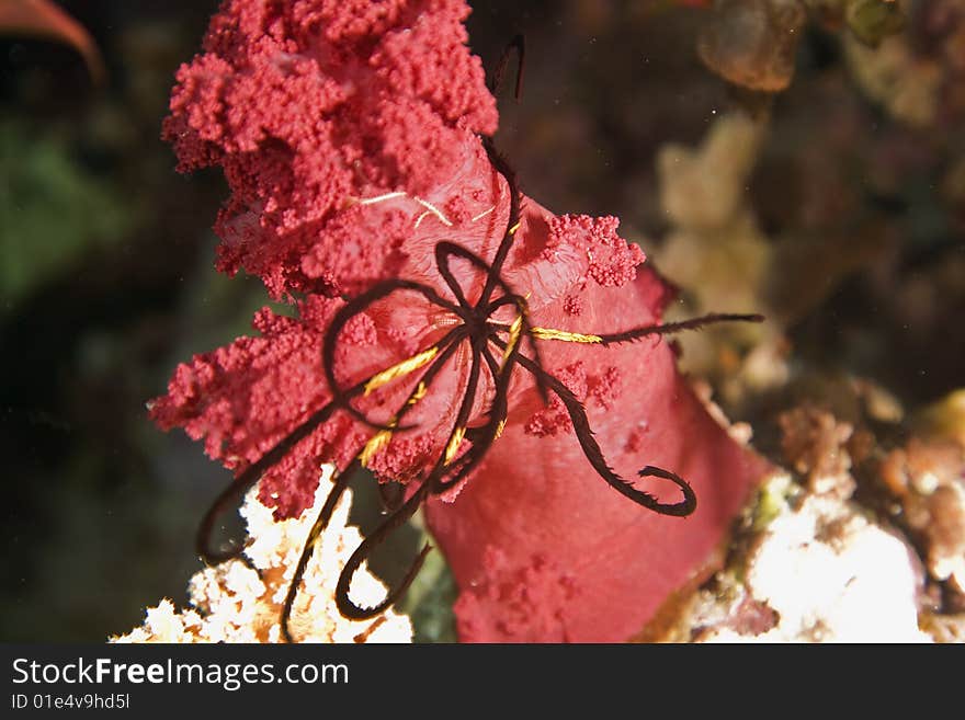 Softcoral and feather star taken in the red sea.