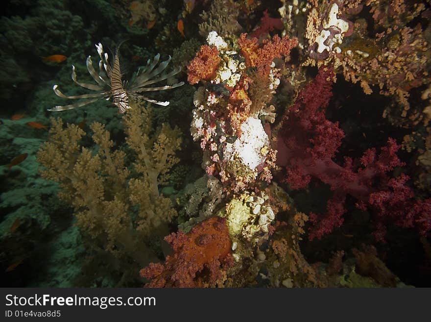 Coral and fish taken in the red sea.