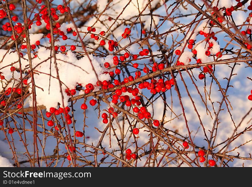 Many red berry lie on snow