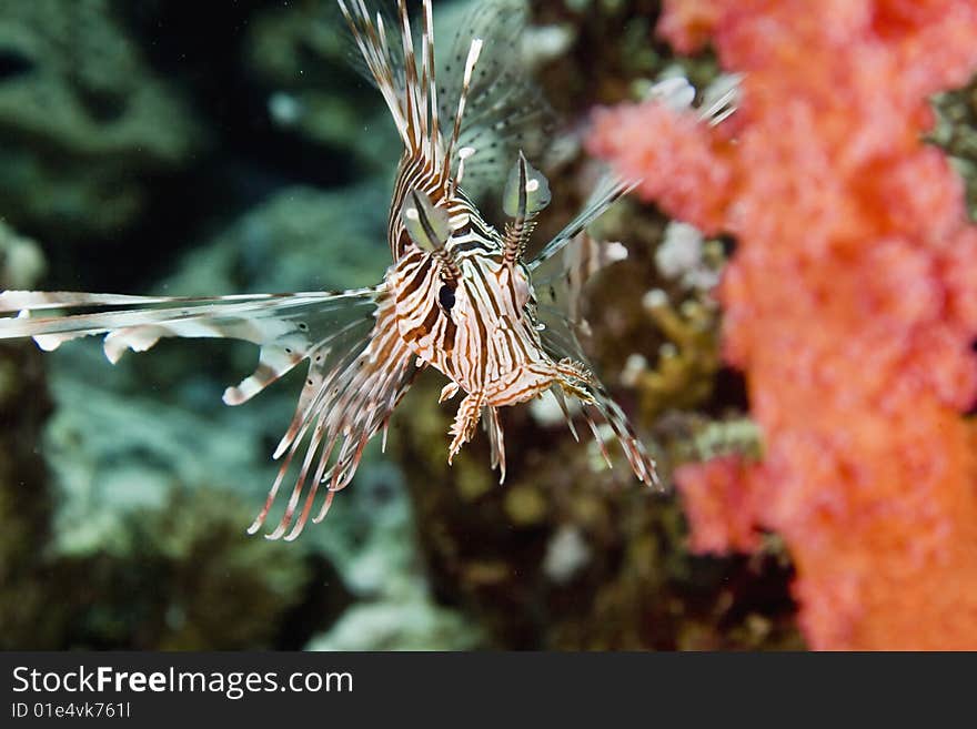 Common lionfish (pterois miles)taken in the red sea.