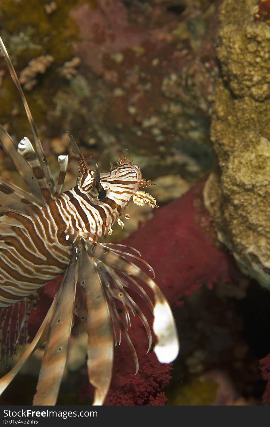 Common lionfish (pterois miles)taken in the red sea.