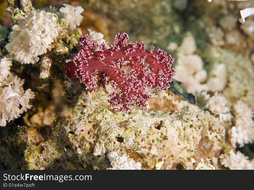 Dendronephthya klunzingeri taken in the red sea. Dendronephthya klunzingeri taken in the red sea.