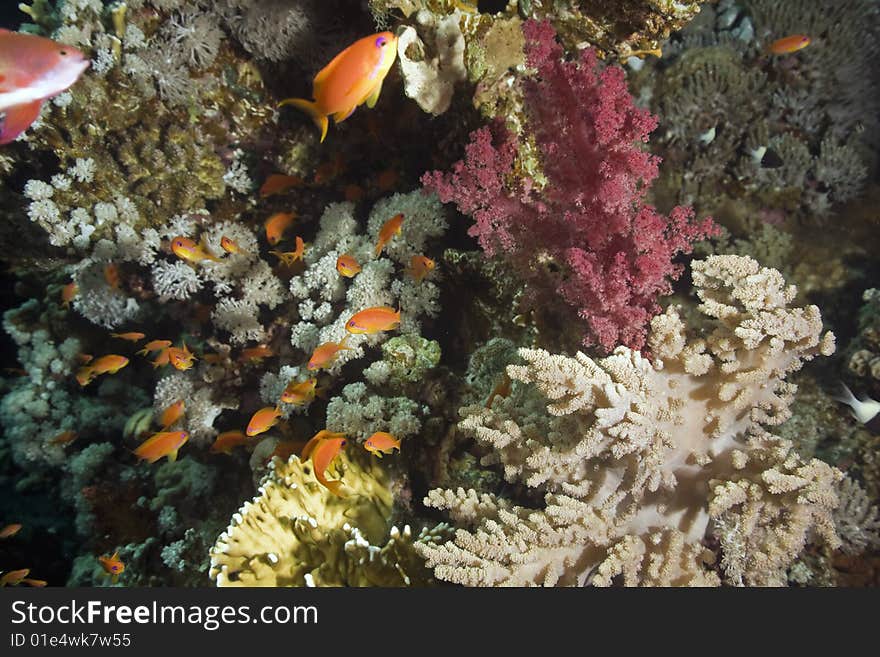 Coral and fish taken in the red sea.