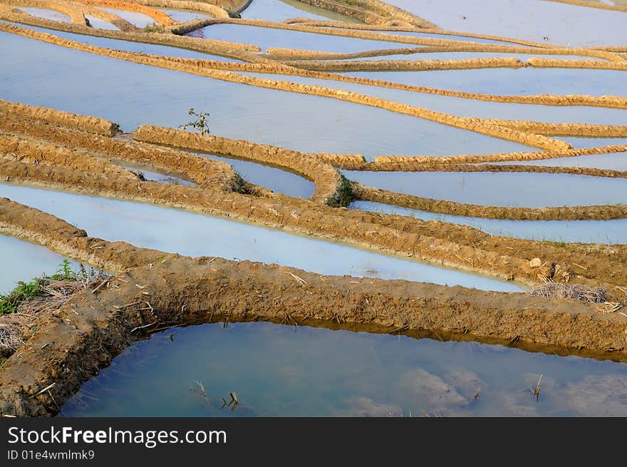 Rice terrace in Yuan Yang, Yun Nan, China