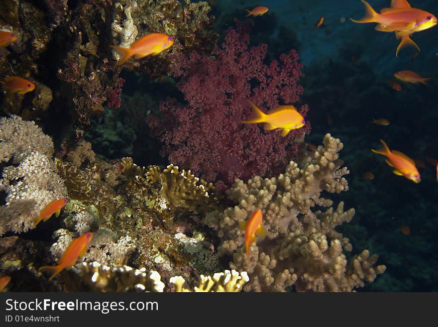 Coral and fish taken in the red sea.