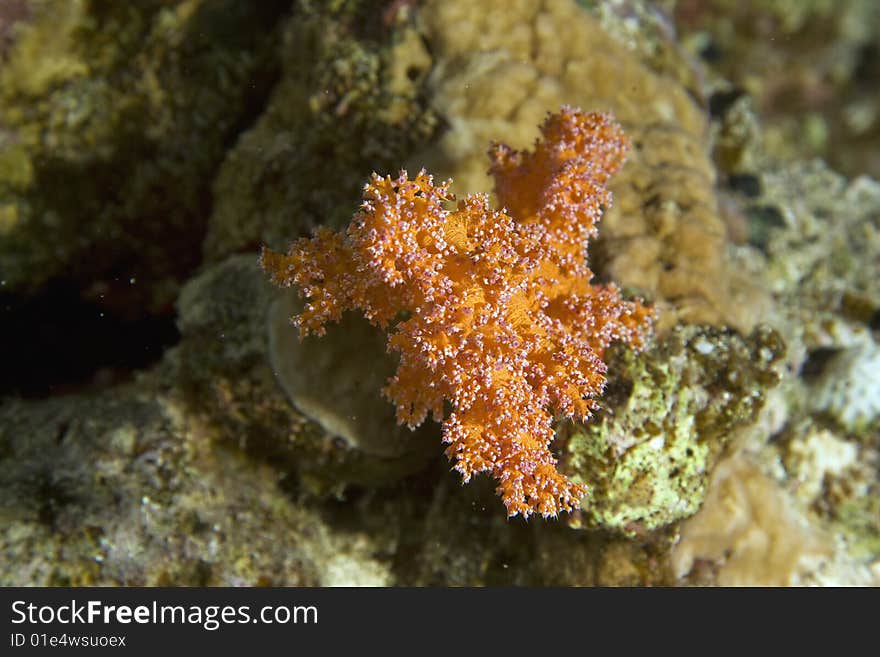 Softcoral taken in the red sea.