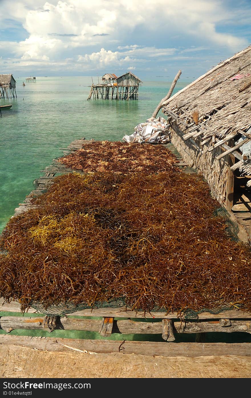 Drying up sea weed, Semporna, Sabah, Malaysia