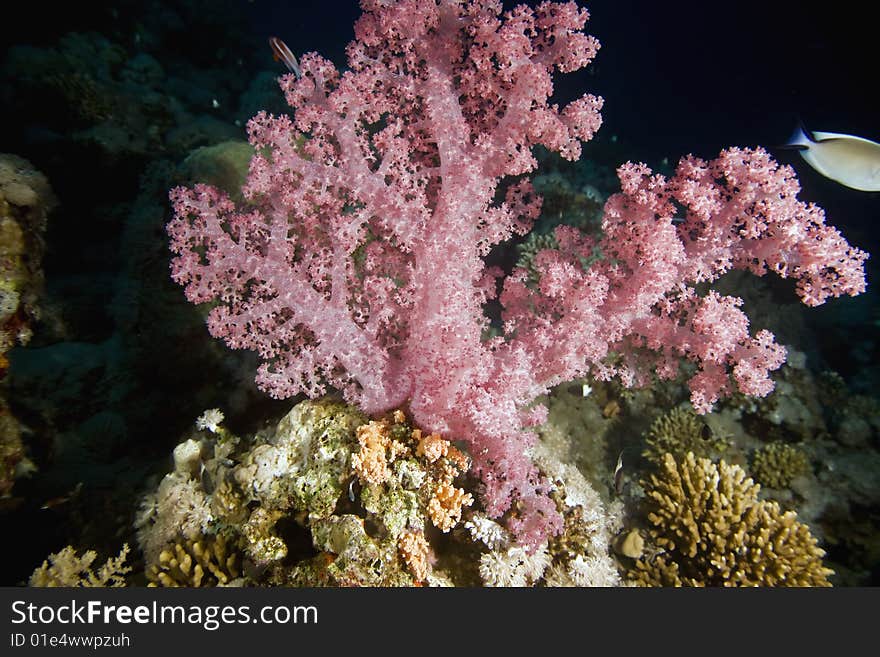 Softcoral taken in the red sea.