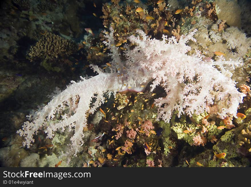 Softcoral (dendronephthya hemprichi) taken in the red sea.