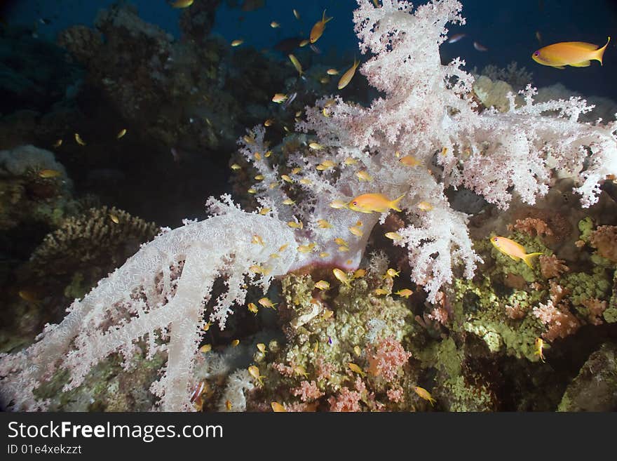 Softcoral (dendronephthya hemprichi) taken in the red sea.