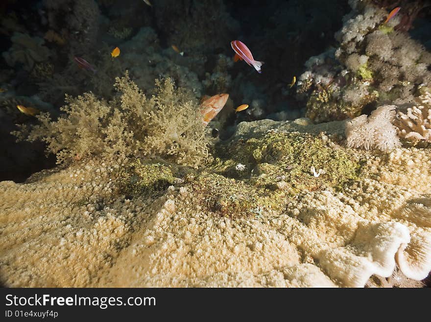 Tablecoral and fish taken in the red sea.