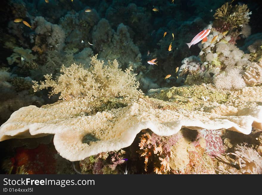 Tablecoral and fish taken in the red sea.