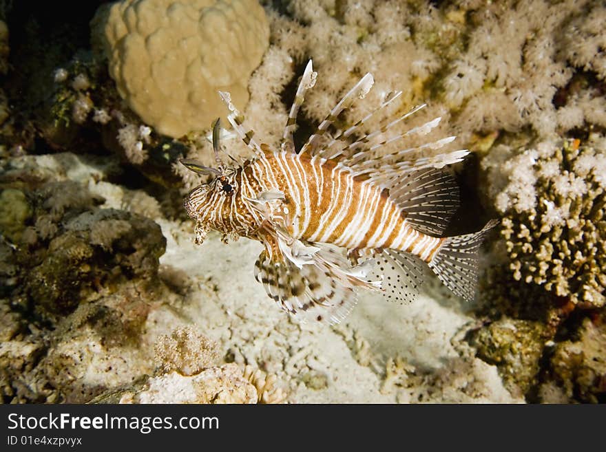 Lionfish (pterois miles) taken in the red sea.