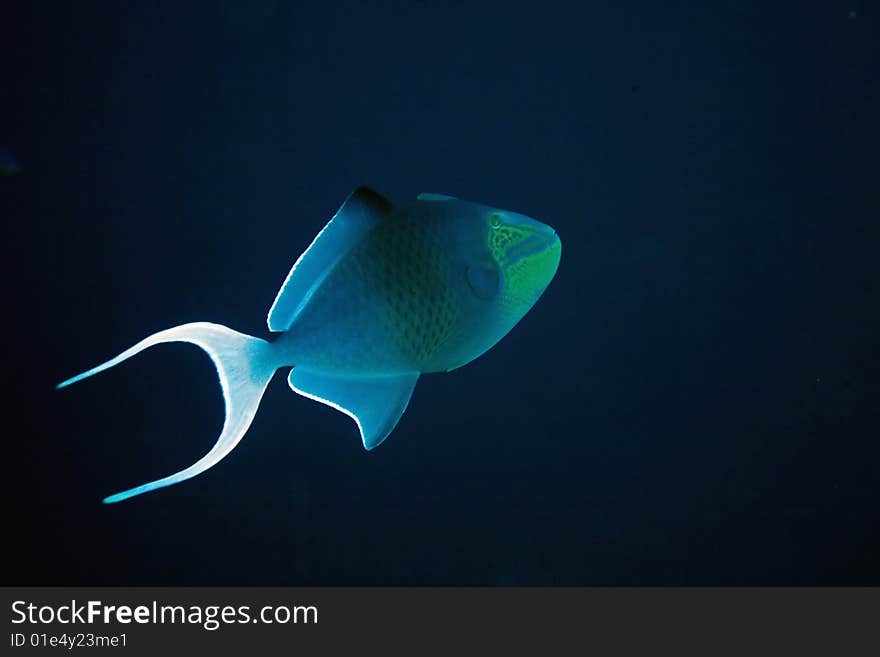 Redtooth triggerfish (melichthys indicus) taken in the red sea.