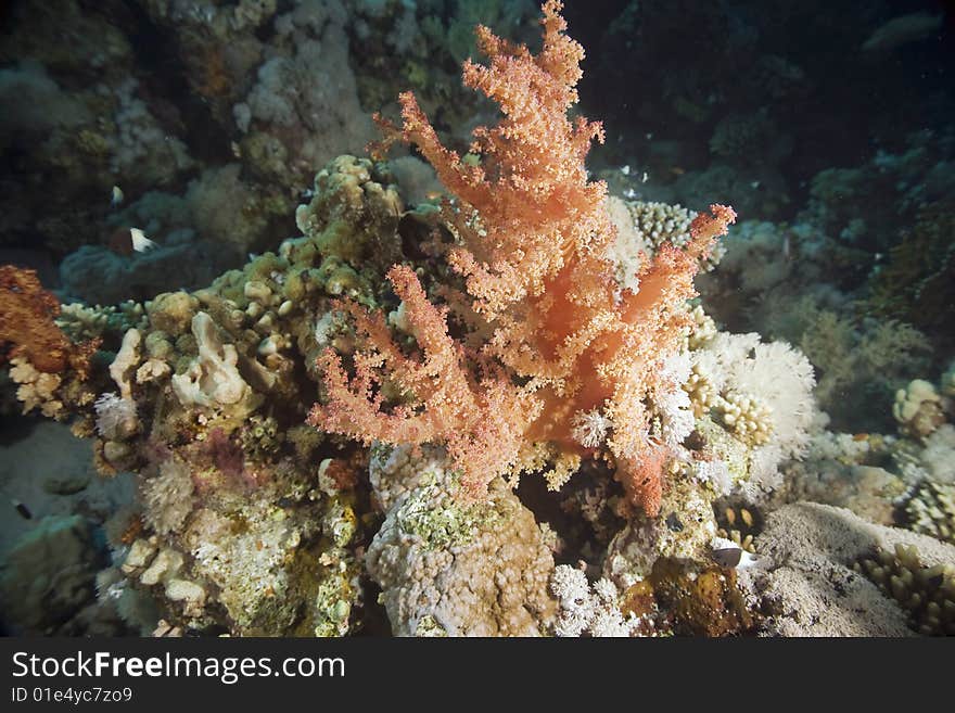 Softcoral taken in the red sea.