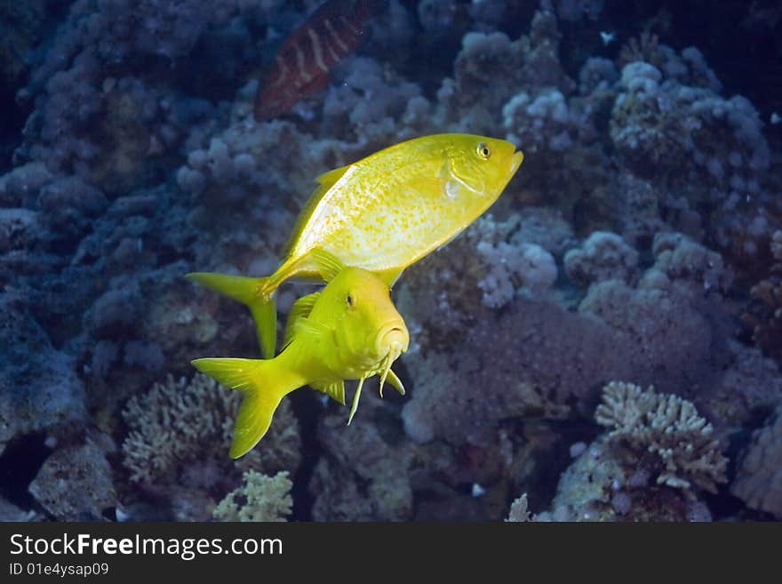 Trevally and goatfish taken in the red sea. Trevally and goatfish taken in the red sea.