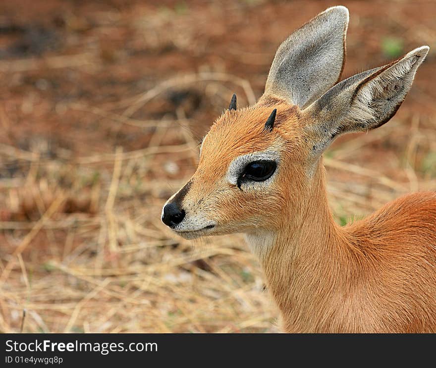 A picture of an antelope in the Kruger National Park of South Africa. A picture of an antelope in the Kruger National Park of South Africa