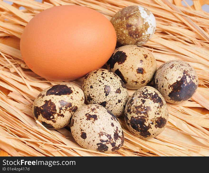 Seven spotted eggs with one yellow egg