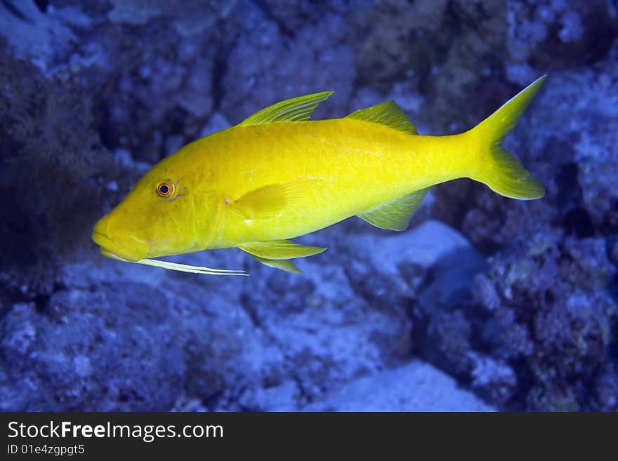 Yellowsaddle goatfish (parupeneus cyclostomus) taken in the red sea.