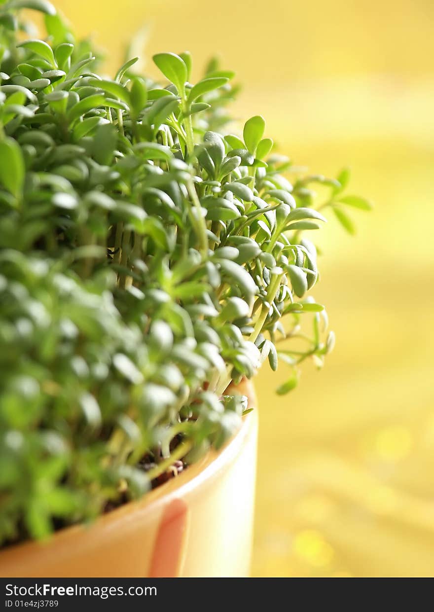 Close-up of fresh green Cress petals against golden background. Soft focus view.