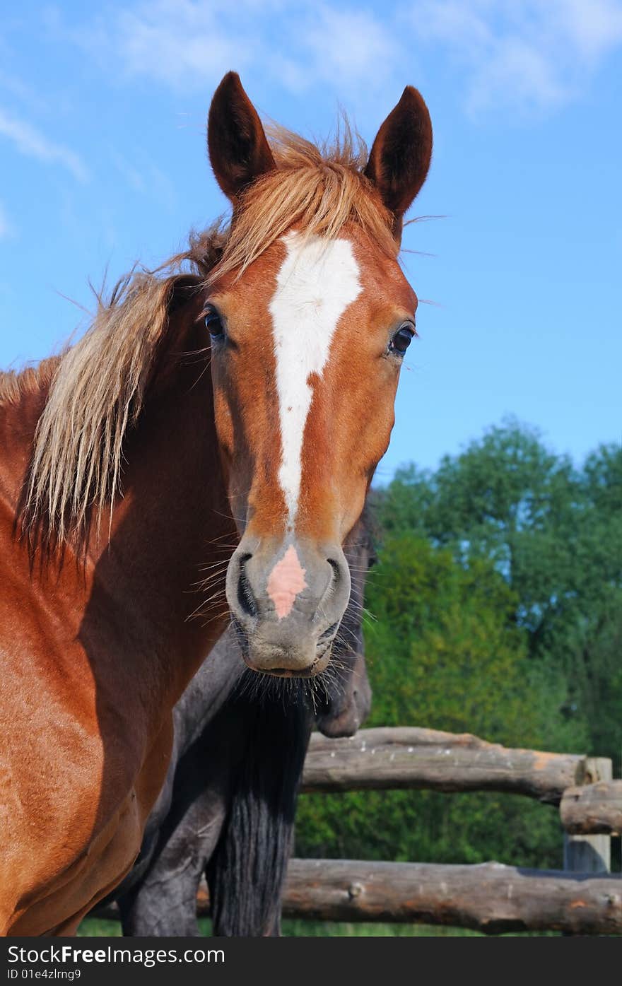 Pretty horse on nature background