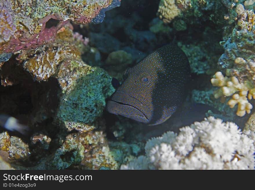 Peacock grouper (cephalopholis argus) taken in the red sea.