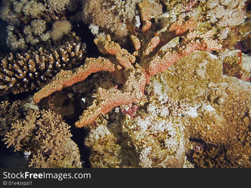 Softcoral taken in the red sea.