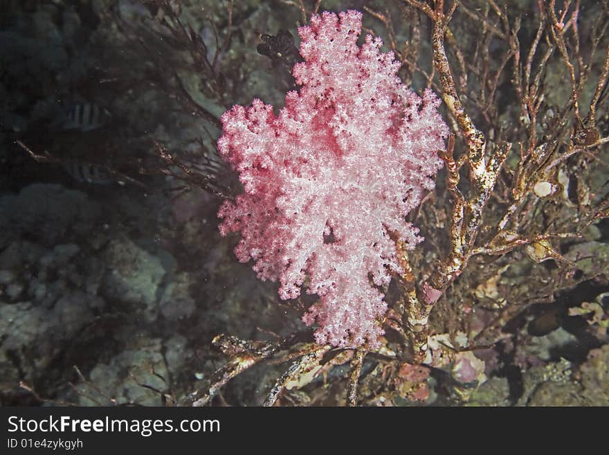 Softcoral taken in the red sea.