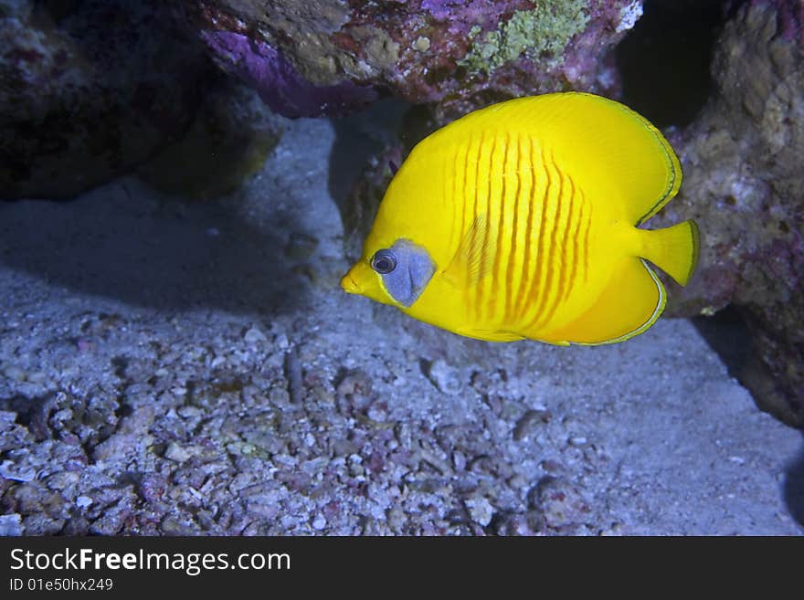 Masked Butterfly Fish (Chaetodon semilarvatus) taken in the red sea. Masked Butterfly Fish (Chaetodon semilarvatus) taken in the red sea.