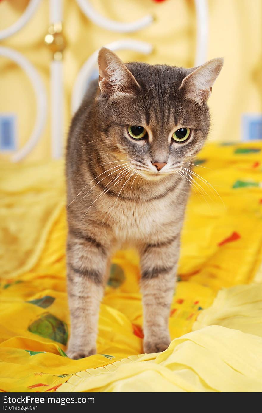 Striped domestic cute cat at the bedroom