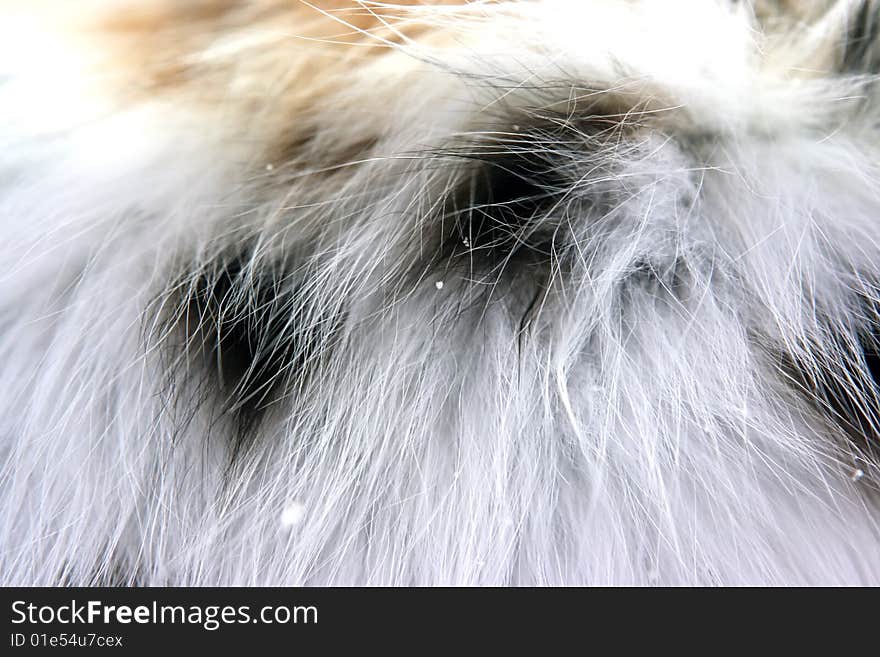 Mink fur coat as background