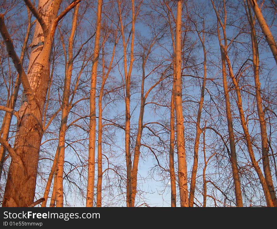 The brightly lighted up trees are in the winter forest