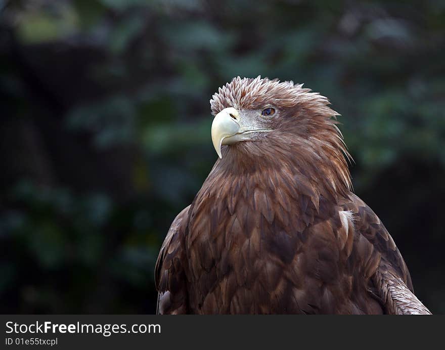 Eagle