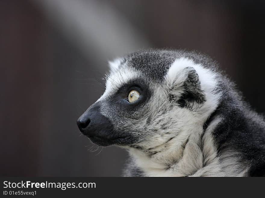 Lemur